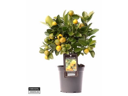 Citrofortunella 'Calamondin'