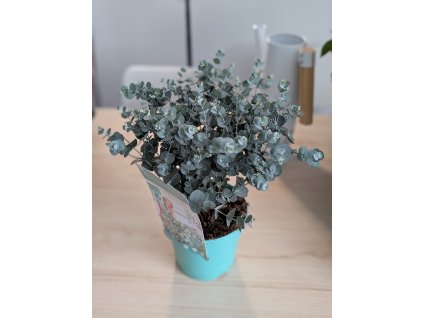 Eucalyptus Azura 2