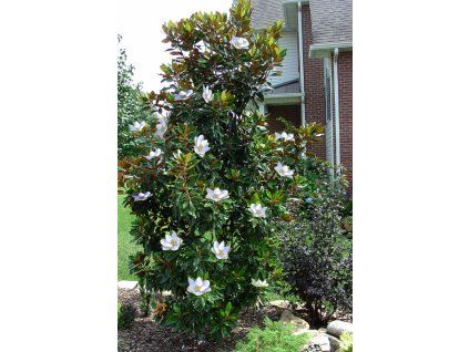magnolia grandiflora little gem 100