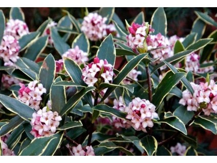 daphne odora aureomarginata fragrant hardy evergreen shrub a64