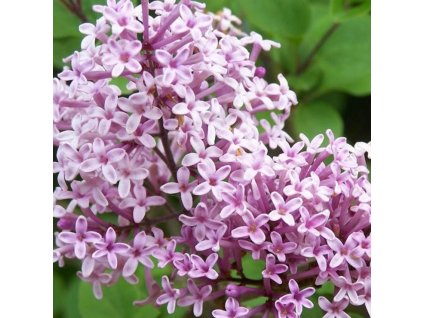 syringa palibin 2 1