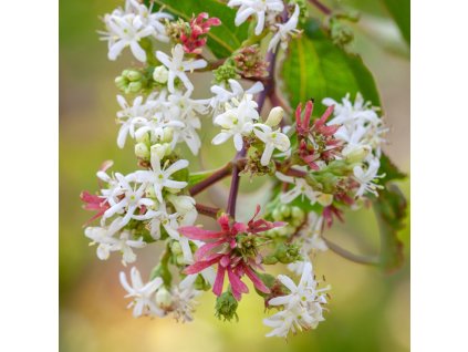 HEPTACODIUM