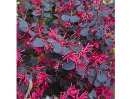 loropetalum black pearl chinese