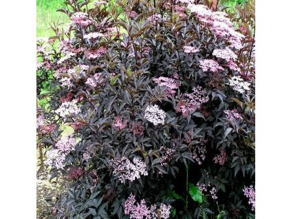 Sambucus Black Beauty Elderberry