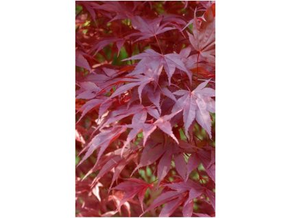 acer palmatum atropurpureum