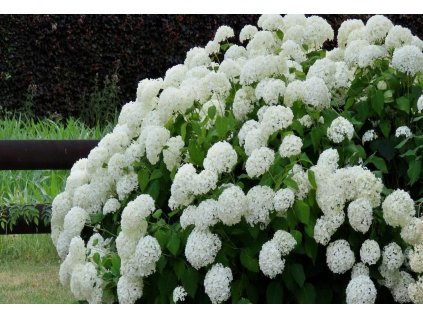 Hydrangea Annabelle