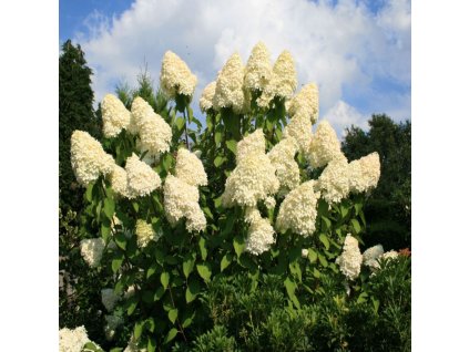 Hortenzie Grandiflora
