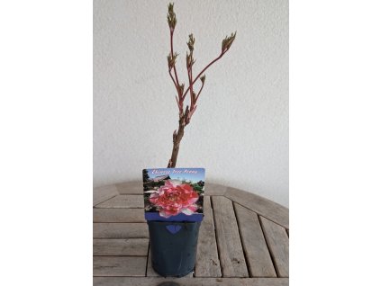 Pivońka růzovo bílá