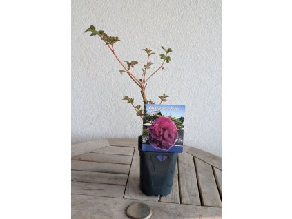 Pivonka tmavě růžová