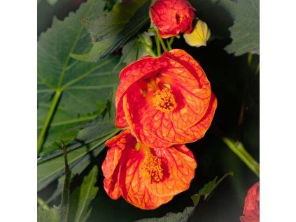 Abutilon1