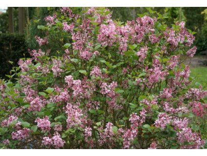 Syringa Bloomerang Pink Perfume