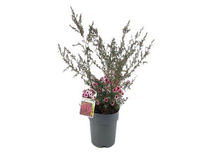 Leptospermum