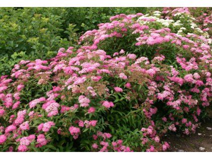 Tavolník little princess