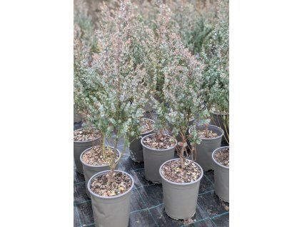 Eukalyptus Azura velký