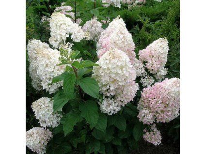 hortenzie silver dollar 01