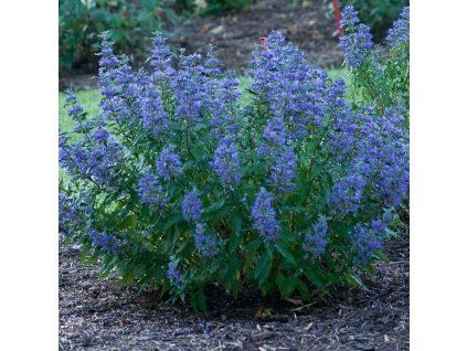 caryopteris cland heavenly blue