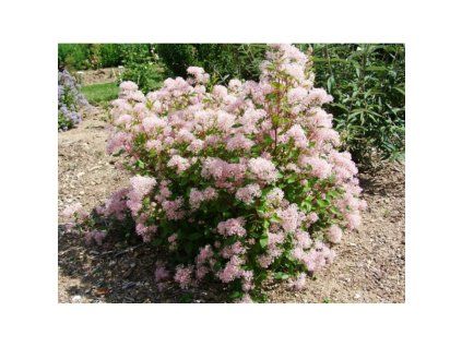ceanothus x pallidus marie simon