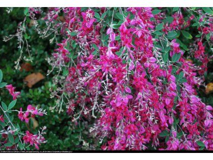 Lespedeza