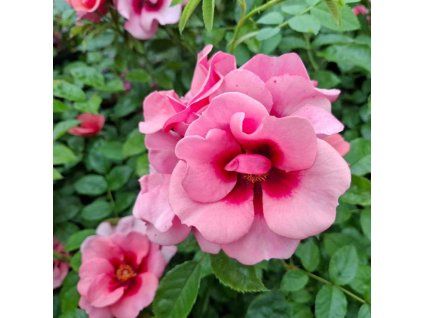 Růže sladká růžová