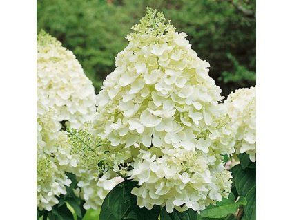 hortenzie latnata silver dollar 1