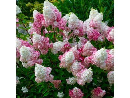 hydrangea paniculata pink lady