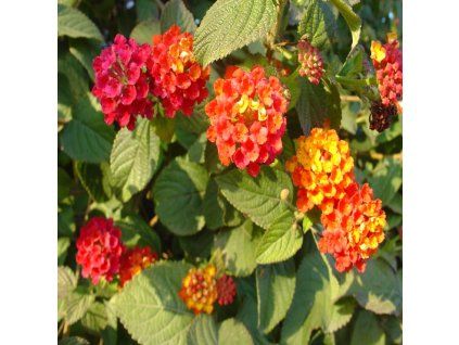 Lantana1