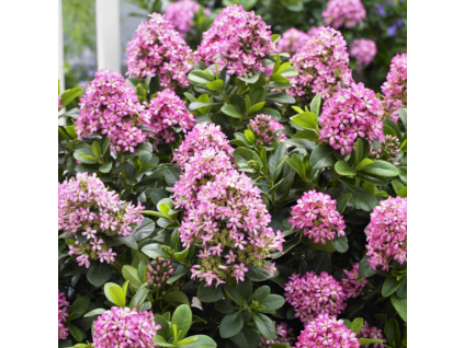 Escallonia Pink Elle