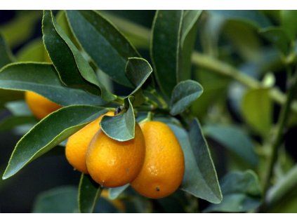 Kumquat