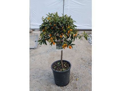 Kumquat velky