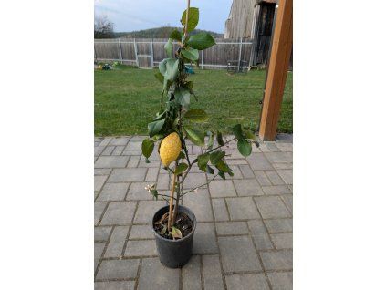 Citroník 80cm