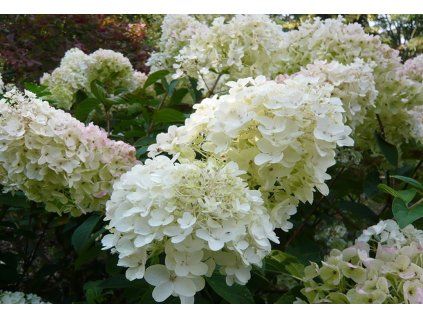 hydrangea paniculata silver dollar