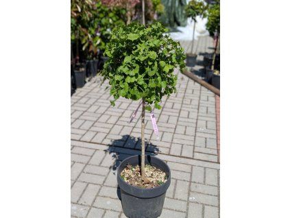 Ginkgo biloba