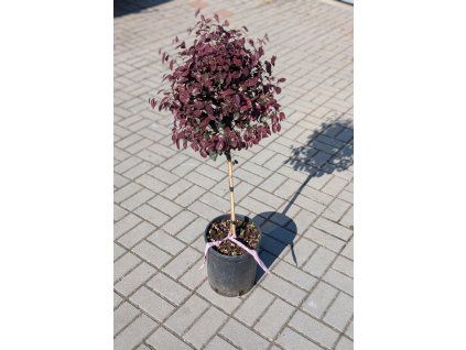 loropetalum na kmínku