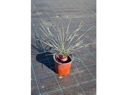 yucca