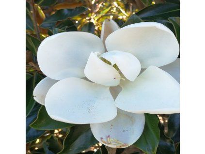 Magnolia Grandiflora