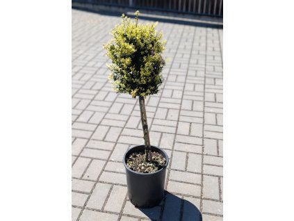 Ilex cr