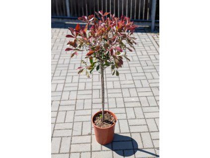 photinia