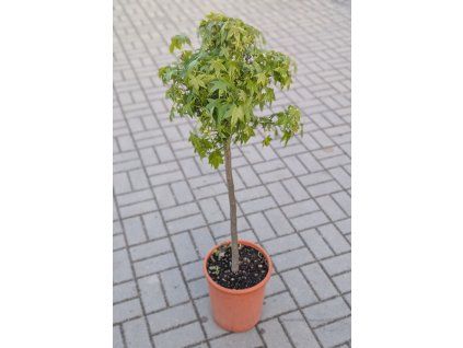 Ambroň