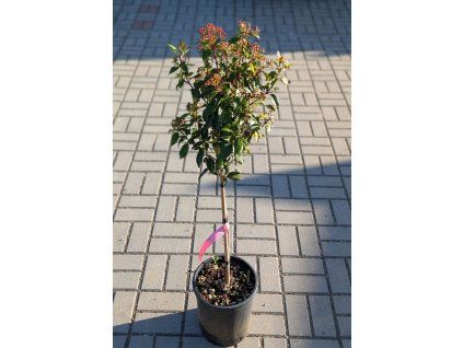 viburnum