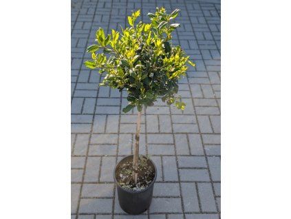 Ilex mu