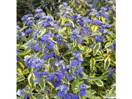 caryopteris clandonensis summer sorbet