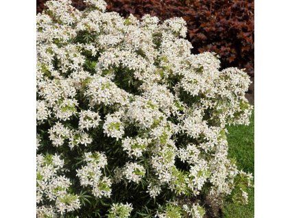 White dazzler1