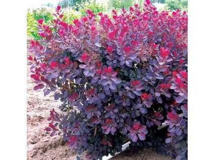 Royal Purple
