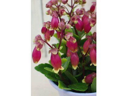 Kalanchoe Wendy2