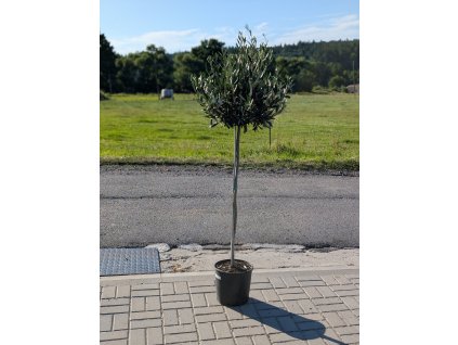 PXL 20250630 161708572.PORTRAIT