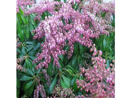 pieris japonica valley rose