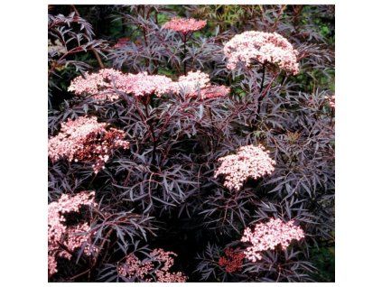 sambucus nigra black lace