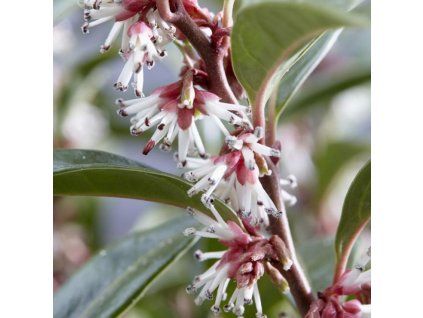 sarcococca winter gem
