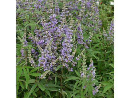 Vitex agnus castus Magical Summertime Blues