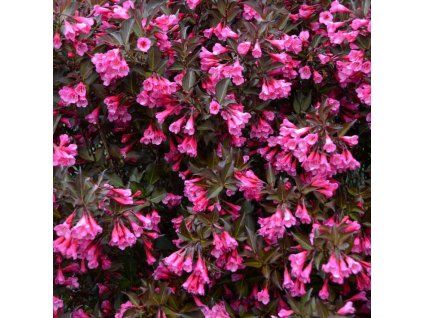 Weigelia